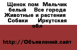 Щенок пом. Мальчик белый  - Все города Животные и растения » Собаки   . Иркутская обл.